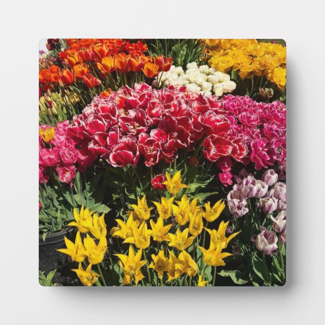 Vielfalt der Tulipen Fotoplatte (Vorderseite)