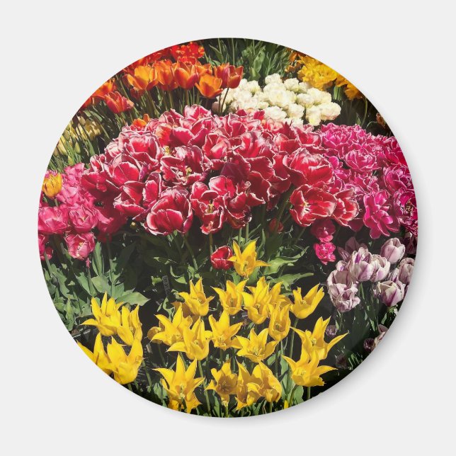 Vielfalt der Tulipen Magnet (Vorne)