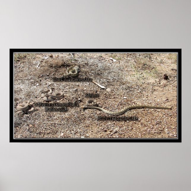 Vielfalt des Kongresses, Arizona Rattlesnakes Poster (Vorne)