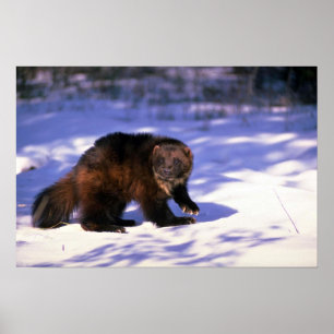 Vielfrass auf Schnee Poster