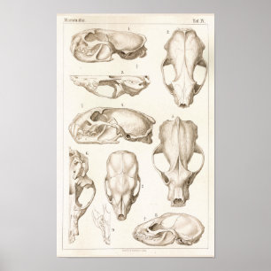Vielfrass-Schädel-Veterinäranatomie-Druck Poster