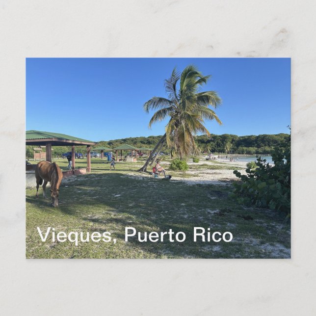 Vieques, Puerto Rico Postkarte (Vorderseite)
