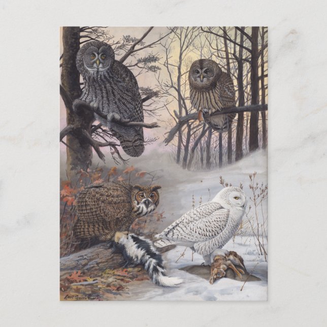 Vier Arten von Owls Vintage Illustration Postkarte (Vorderseite)
