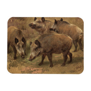 Vier Boars in einer französischen Landschaft (von  Magnet