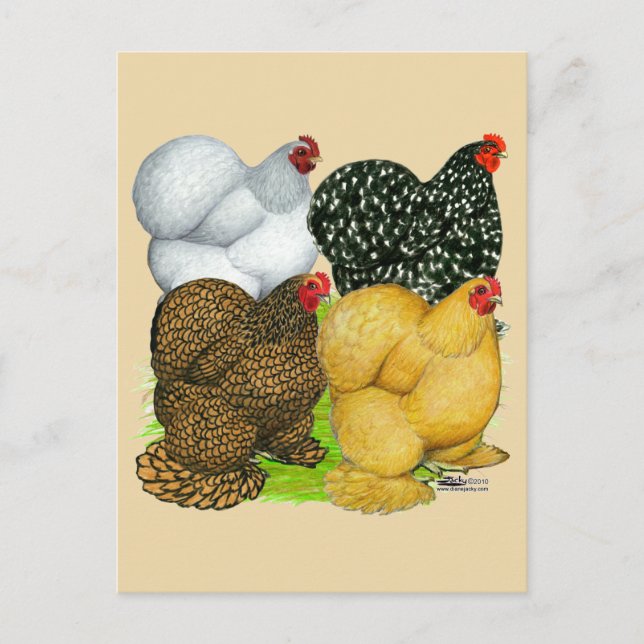 Vier Cochin Hens Postkarte (Vorderseite)