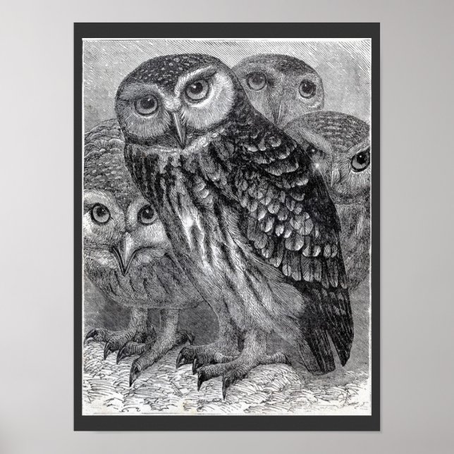Vier Eulen Vintage Schwarz-Weiß-Poster Poster (Vorne)