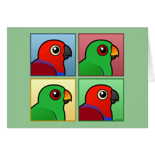 Vier Farbe Eclectus