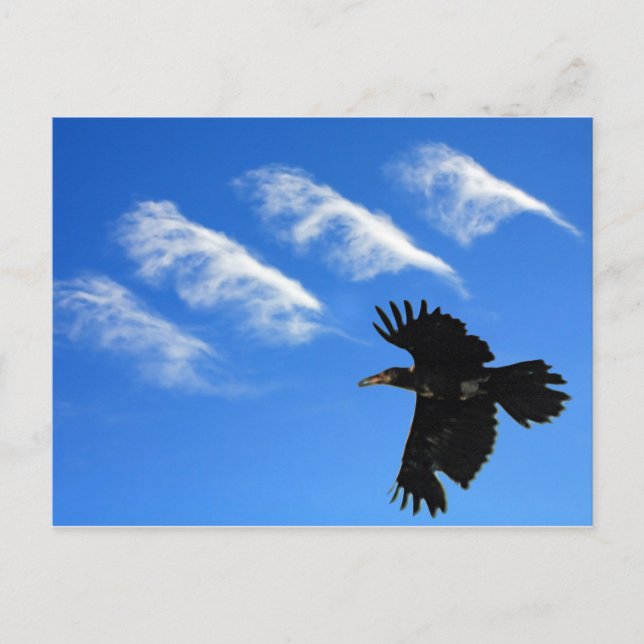 Vier Feathers Postkarte (Vorderseite)
