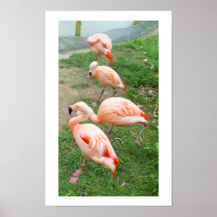 Vier Flamingos Poster