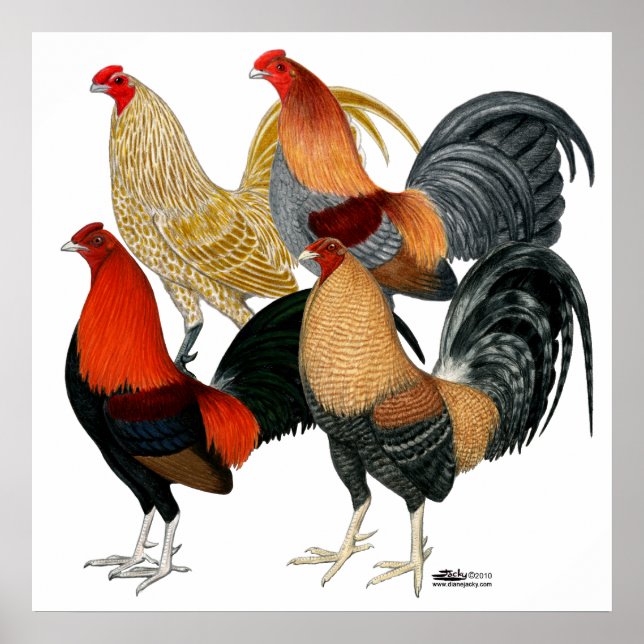 Vier Gamecocks Poster (Vorne)