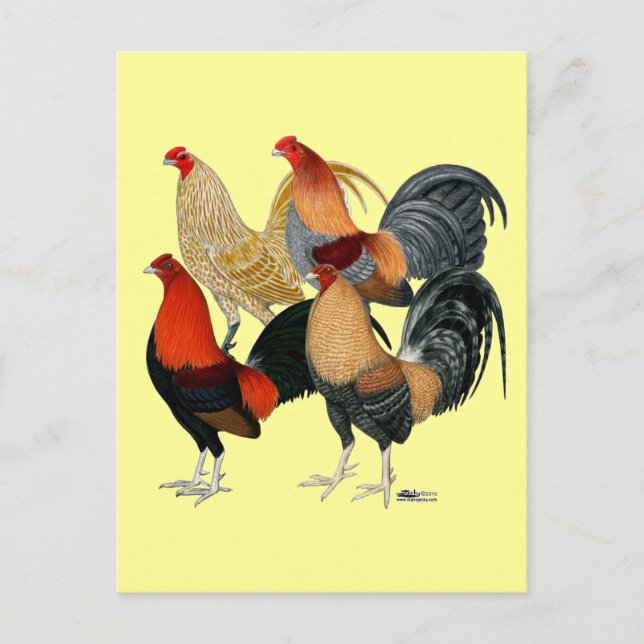 Vier Gamecocks Postkarte (Vorderseite)