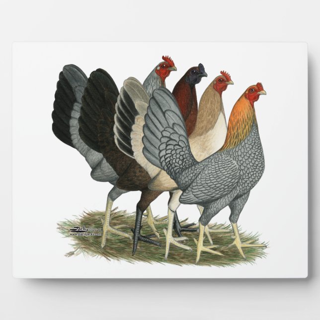 Vier Gamefowl Hennen Fotoplatte (Vorderseite)