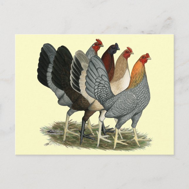 Vier Gamefowl Hennen Postkarte (Vorderseite)