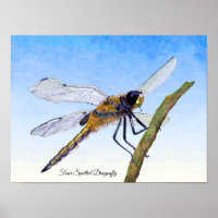 Vier-Gepunktete Chaser Dragonfly Wasserfarbenposte
