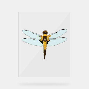 vier gepunktete Libelle Acrylschild