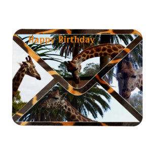 Vier Giraffen auf einem Giraffenumschlag, Magnet