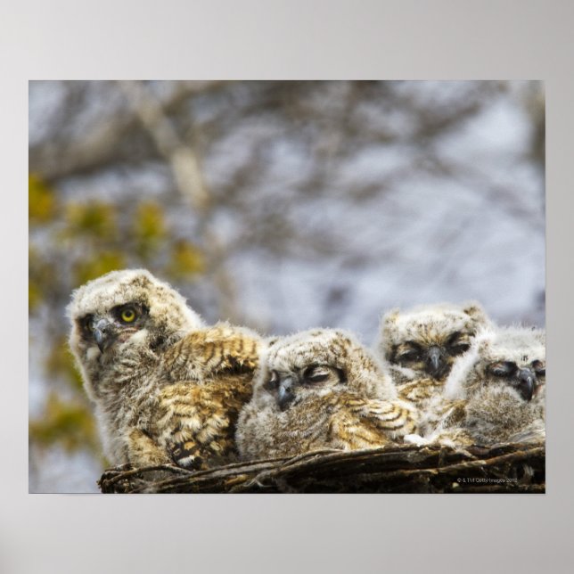 Vier große Hornhühner (Bubo Virginianus) Poster (Vorne)