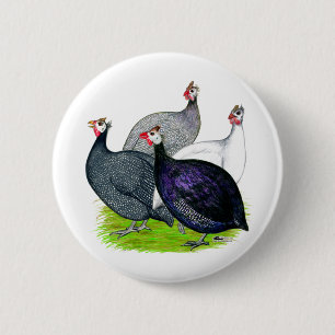 Vier Guinea Button