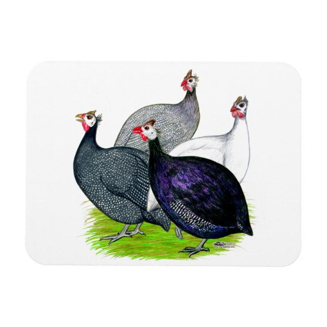 Vier Guinea Magnet (Horizontal)