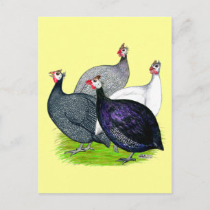 Vier Guinea Postkarte