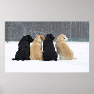 Vier Hunde im Schnee Poster
