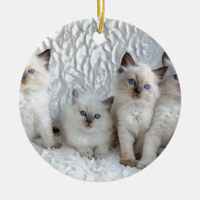 Vier junge Ragdoll Katzen, die in Folge sitzen Keramik Ornament (Vorne)