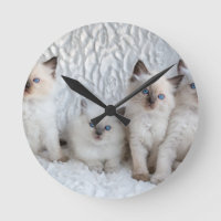 Vier junge Ragdoll Katzen, die in Folge sitzen