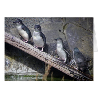 Vier kleine Pinguine