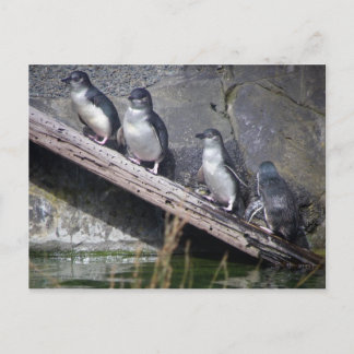 Vier kleine Pinguine Postkarte