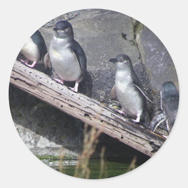 Vier kleine Pinguine Runder Aufkleber (Vorderseite)