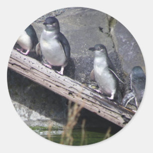 Vier kleine Pinguine Runder Aufkleber