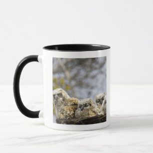 Vier Küken des Virginia-Uhu-(Bubo Virginianus) Tasse