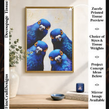 Vier lustige neugierige blaue Tauben Portrait FW7L
