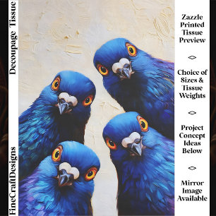 Vier lustige neugierige blaue Tauben Portrait FW7R Seidenpapier