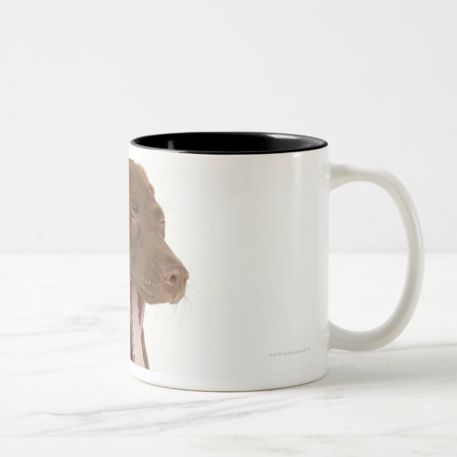 Vier-Monat-Alter gähnender Zweifarbige Tasse (Rechts)