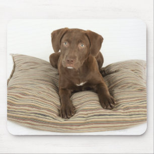 Vier-Monat-Alter Schokoladen-Labrador-Welpe auf Mousepad
