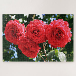Vier rote Rosen Blume im Garten