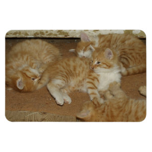 Vier rote Tabbies Magnet