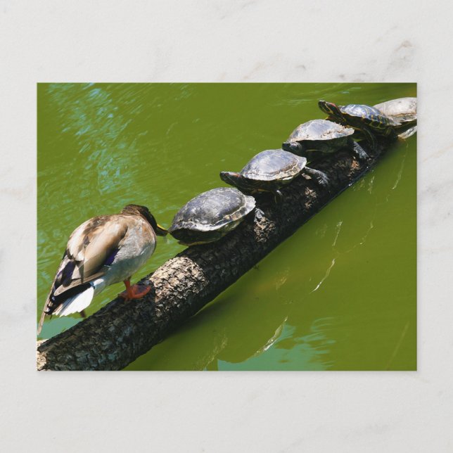 Vier Schildkröten versuchen, ein Protokoll mit Ent Postkarte (Vorderseite)