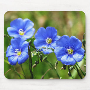 Vier schöne blaue Wildblumen Bloom Kananaskis Mousepad