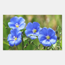 Vier schöne blaue Wildblumen Bloom Kananaskis