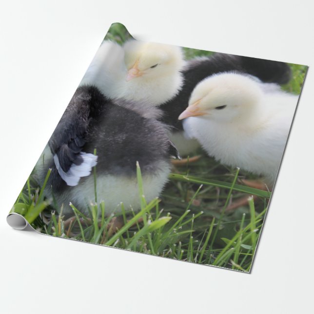 Vier schwarz und gelbe Baby-Huhnküken Geschenkpapier (Ungerollt)