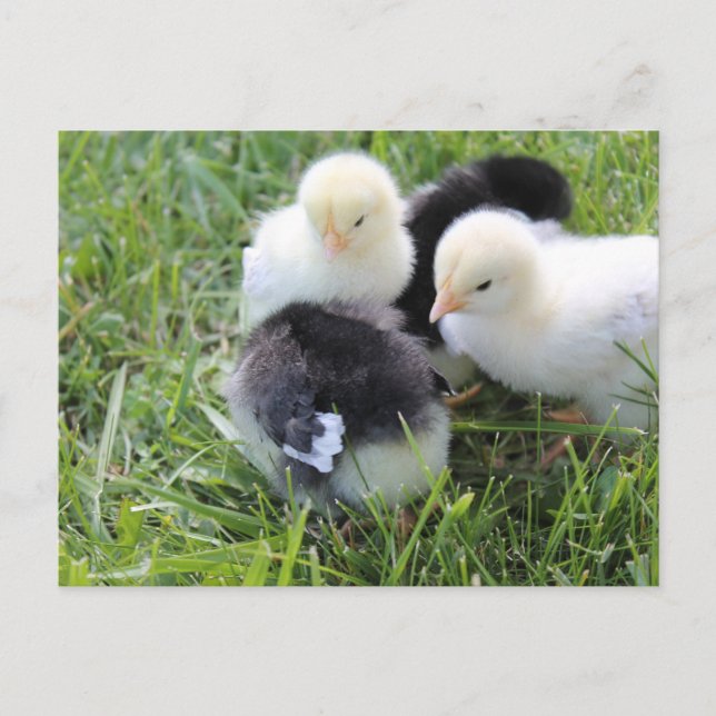Vier schwarze und gelbe Hühnchen Postkarte (Vorderseite)