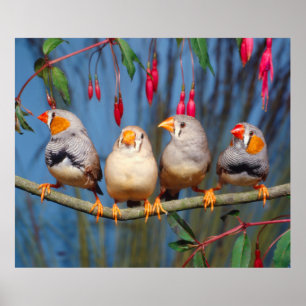 vier Zebrafinken nebeneinander auf Ast sitzend Poster