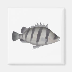 Vierbärtiger Tigerfisch Magnet