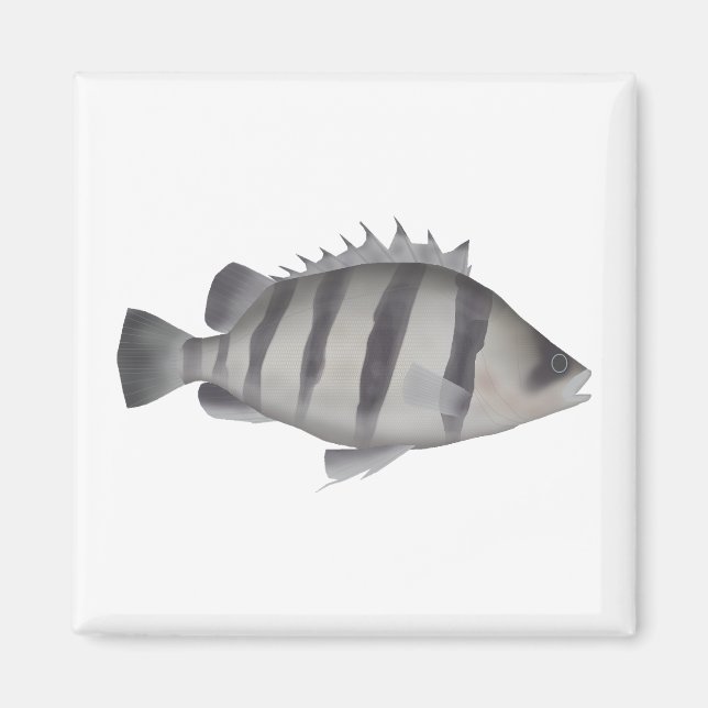 Vierbärtiger Tigerfisch Magnet (Vorne)