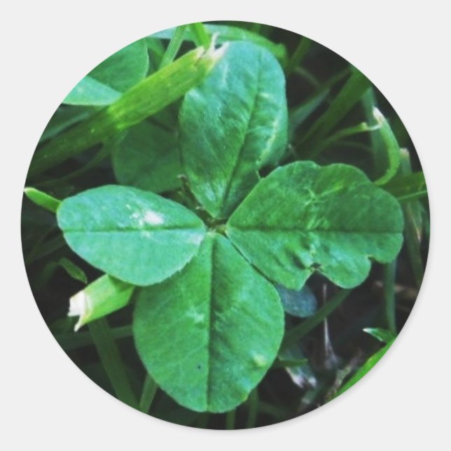 Vierblättriger Klee Sticker (Vorderseite)