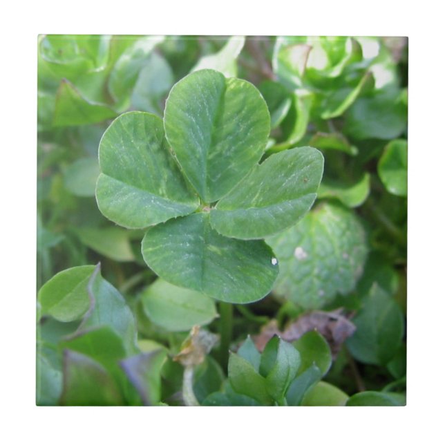 vierblättriges Kleeblatt Fliese (Vorderseite)