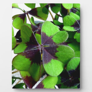 vierblättriges Kleeblatt Kleeblatt St. Patrick's L Fotoplatte
