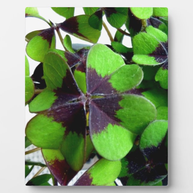 vierblättriges Kleeblatt Kleeblatt St. Patrick's L Fotoplatte (Vorderseite)
